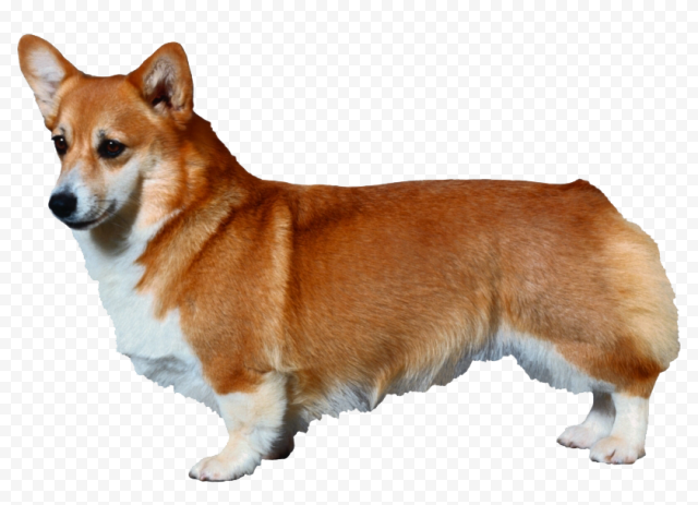 Dog Corgi PNG Photo