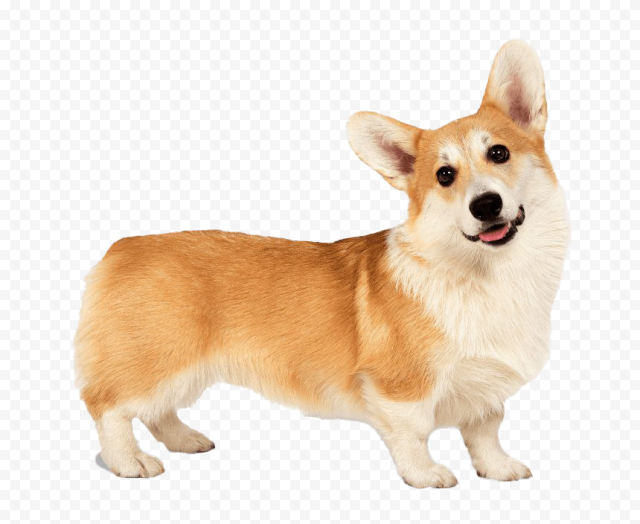 Dog Corgi PNG Clipart