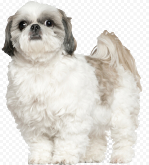 Dog Shih Tzu PNG Photos