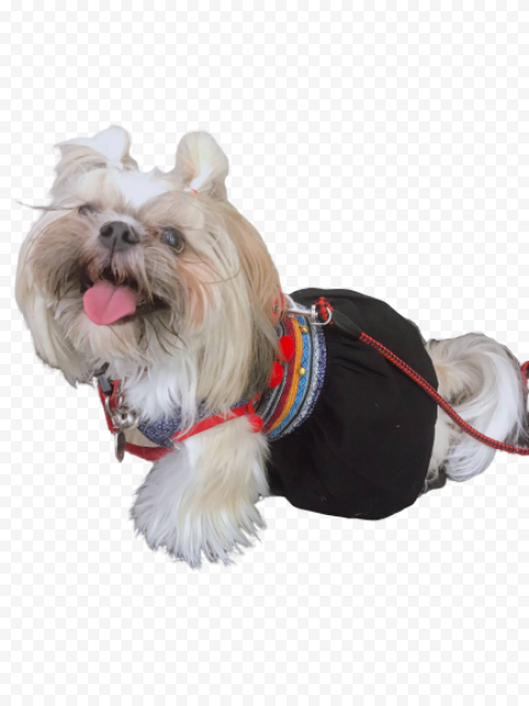 Dog Adorable Companion Dog PNG