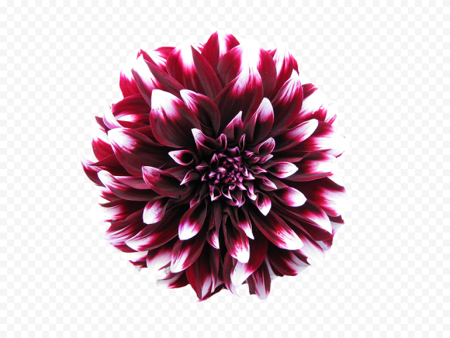 Download Dahlia Transparent Background