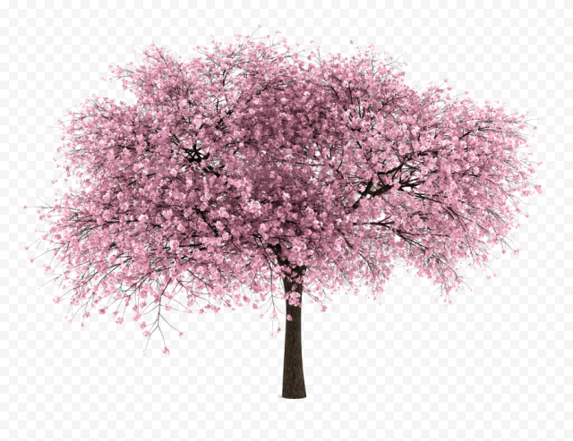 Download Japanese Flowering Cherry PNG File