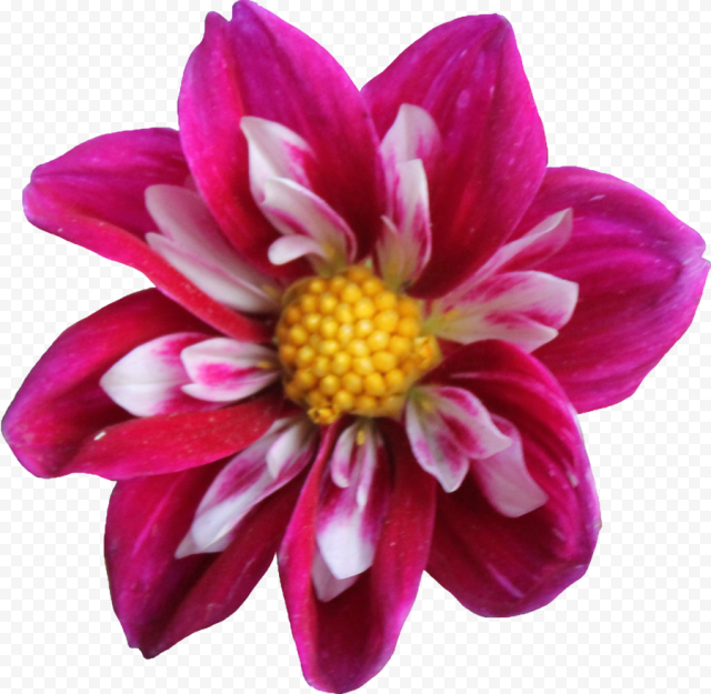 Download Dahlia Transparent PNG