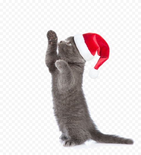 fur paw whiskers for christmas