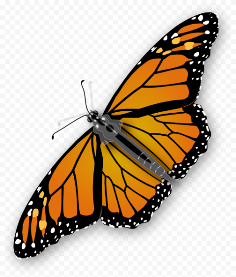 butterfly art png image