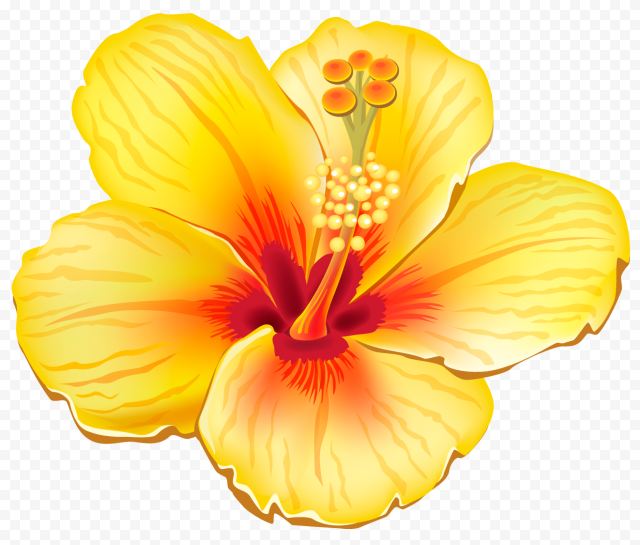 Flower, Yellow Exotic Flower, yellow and red hibiscus flower, herbaceous Plant, orange
