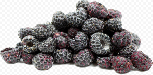 black raspberries file