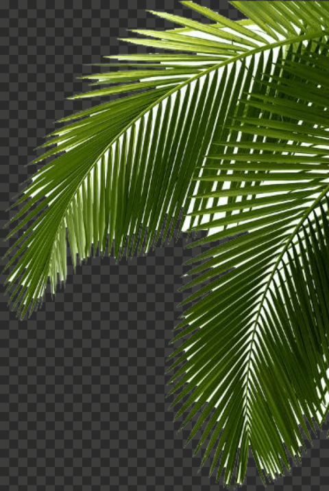 palm treefreephoto green palm tree leaves 