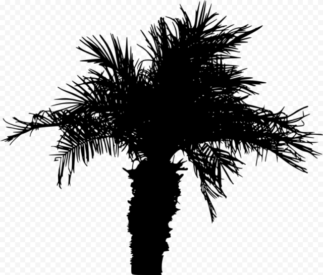 palm tree silhouette clipart for download