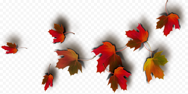 Today Feels Like A Real Autumn Day   Real Leaves Png Fall Leaf Transparent Background, Png Download