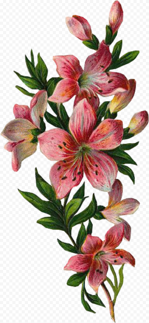 Flowers With Leaves Png, Transparent Png