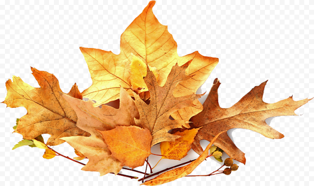 Pile Of Leaves   Pile Of Leaves Png, Transparent Png