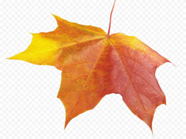 Autumn Leaves Background Leaf Transparent   Leaves Png Fall Winter, Png Download
