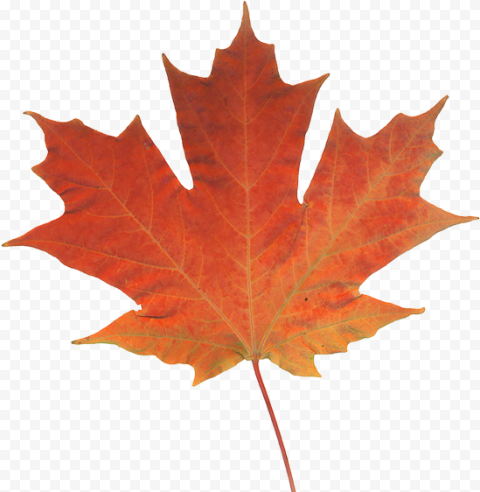 Transparent Fall Leave Png   Real Pictures Of Leaves, Png