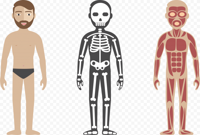 Vector Human Body PNG High Quality Image