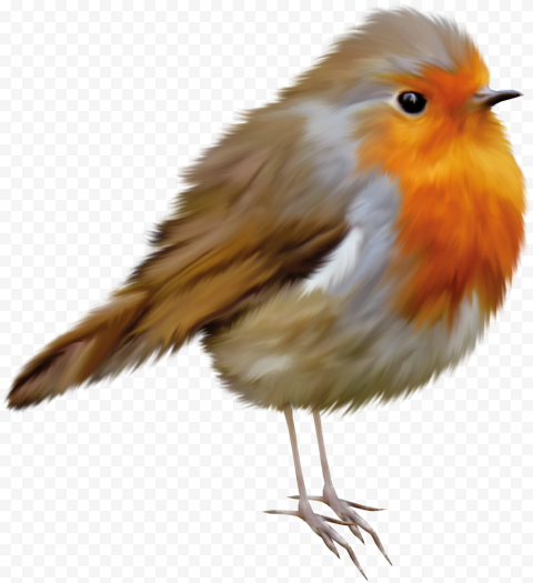 American Robin Bird PNG Photo