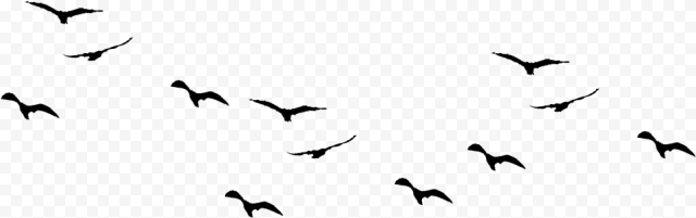 Flock of Birds PNG Image Background