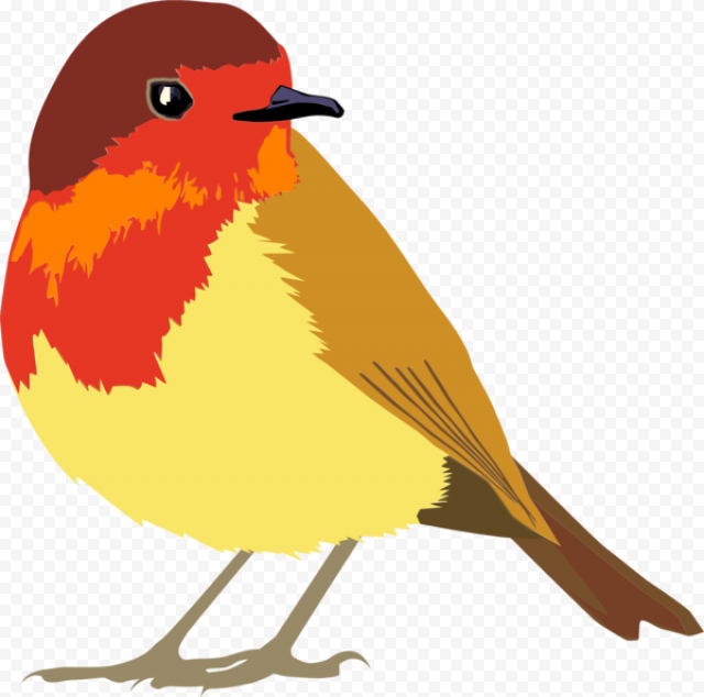 European Robin Bird PNG Photo