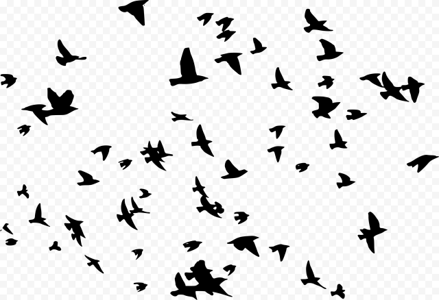 Flock of Birds PNG Pic