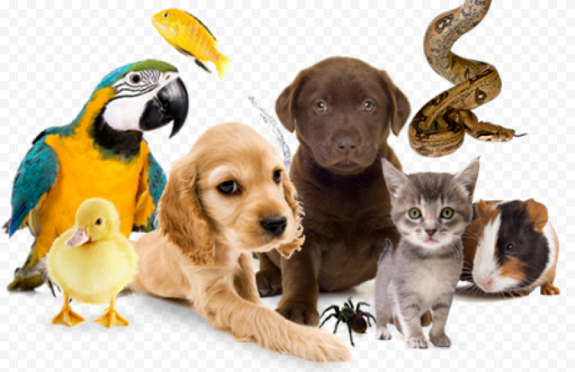 Pet sitting Dog Pet Shop Cat, Dog, animals, cat Like Mammal, carnivoran png