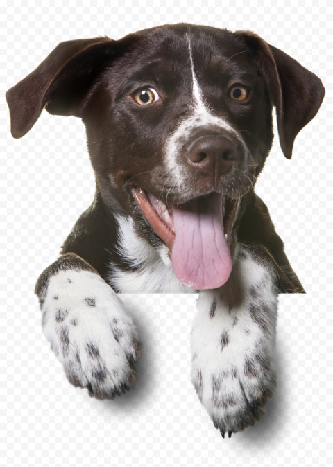 Dog Pet PNG Images