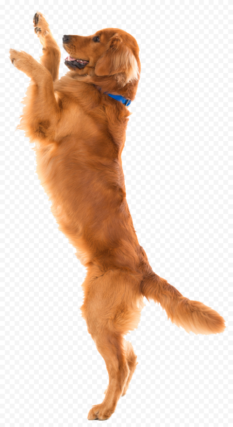 Dog Toys Pet Shop Flirt pole, Dog, animals, carnivoran, toy Dog png