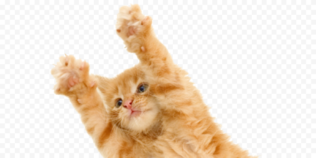Kitten Download PNG