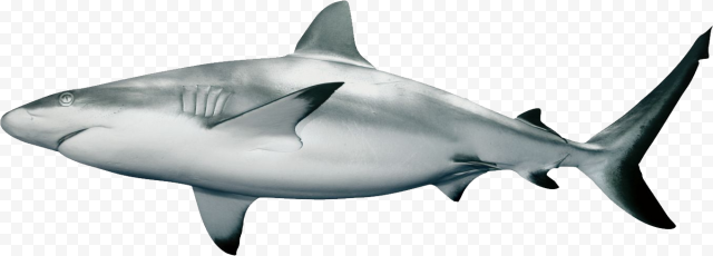 Aquatic Megalodon Shark PNG Transparent Image