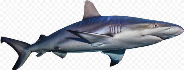 Aquatic Real Shark Transparent Background