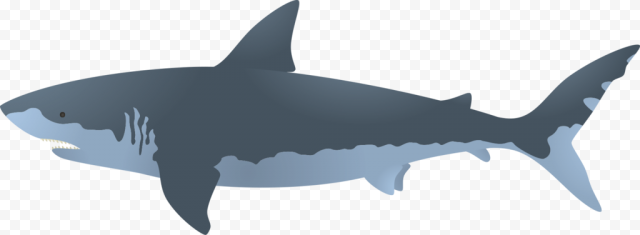 Big Megalodon Shark PNG Clipart