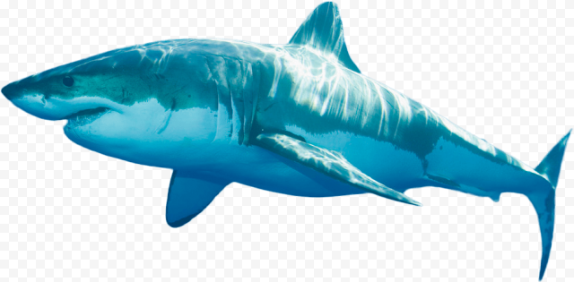 Blue Real Shark PNG Clipart