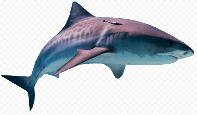 Megalodon Shark PNG Pic