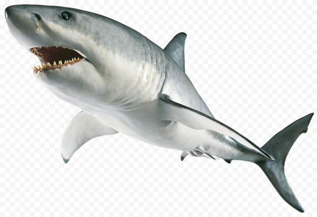 Megalodon Shark PNG Transparent Image