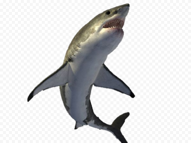 Megalodon Shark Transparent Background