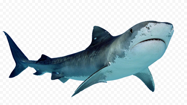 Megalodon Shark PNG Clipart