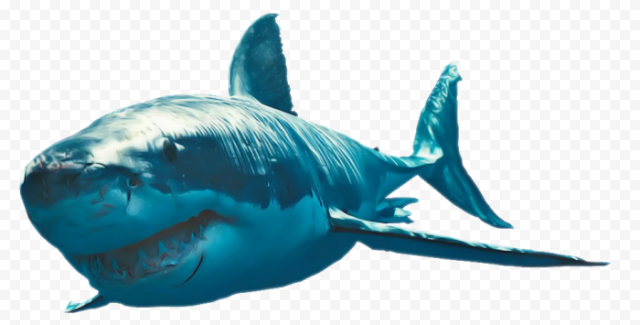 Whale Real Shark PNG File