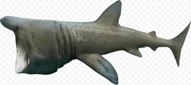 Wildlife Real Shark PNG Clipart