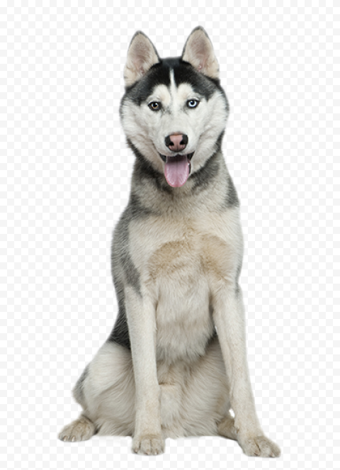 Husky PNG File