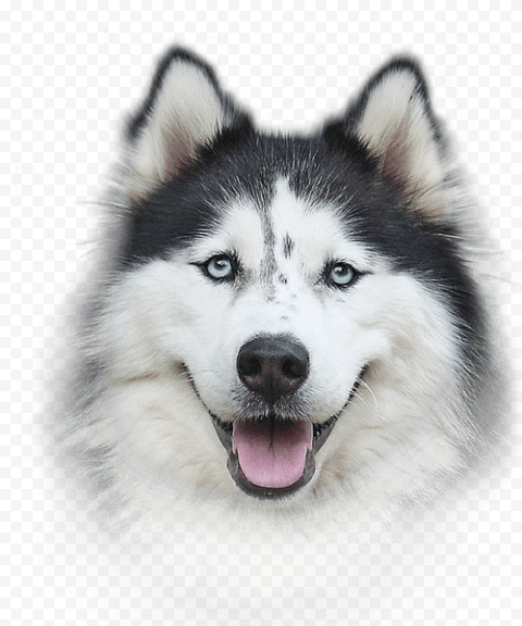 Husky PNG Photos