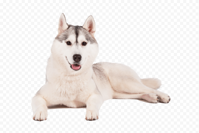 Husky PNG Transparent Background