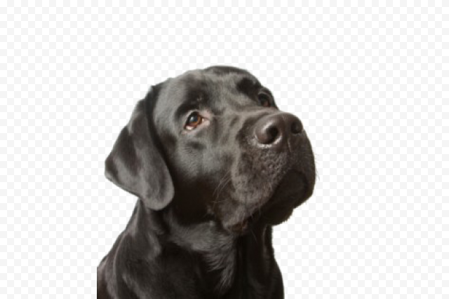 Labrador PNG Picture