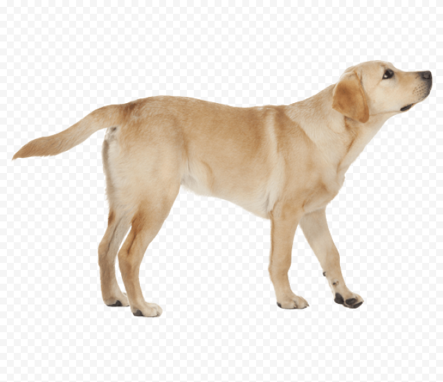 Labrador PNG Transparent