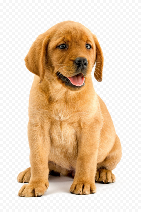 Labrador Transparent Background