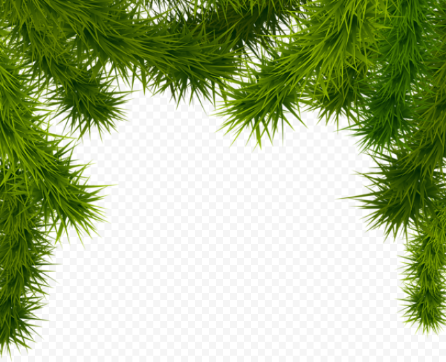 Christmas Branches PNG Photo