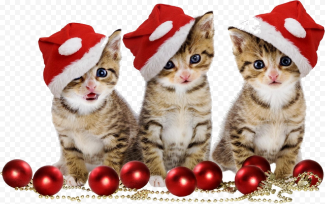 Christmas Kitten PNG Image