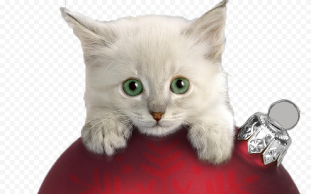 Cat Christmas PNG File