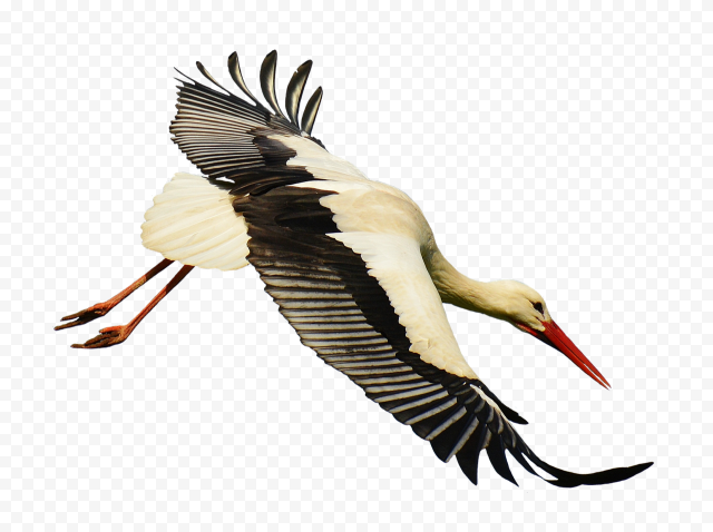 White stork Bird Common Crane Feather, stork, winter, animals, fauna