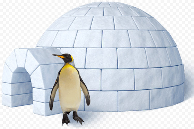 Igloo King penguin, igloo, fauna, bird, beak