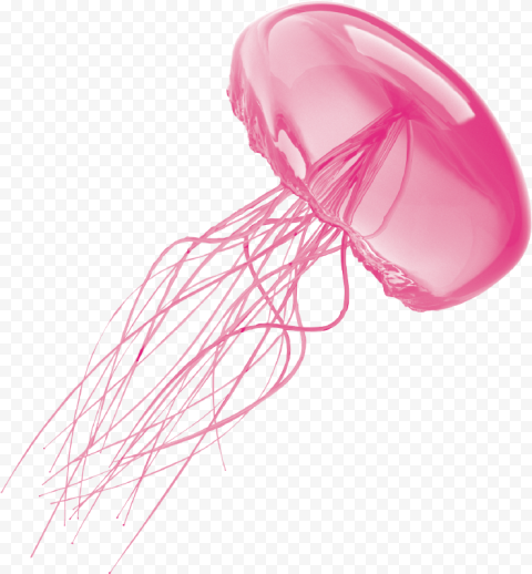 Pink jelly fish, Jellyfish, jellyfish, sticker, desktop Wallpaper, magenta