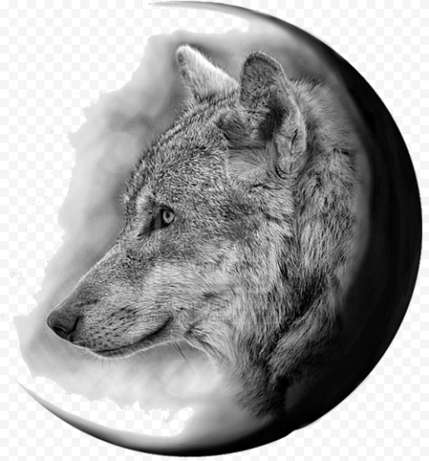 Gray wolf Coyote Tattoo Flash Jackal, Flash, mattress, dog Like Mammal, monochrome